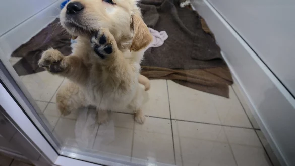 Immer wieder finden Zollbeamte Welpen aus Osteuropa, die verkauft werden sollen. Dieser kleine Golden Retrieverwelpe wurde mit 76 anderen Welpen sichergestellt. - &copy; dpa-tmn