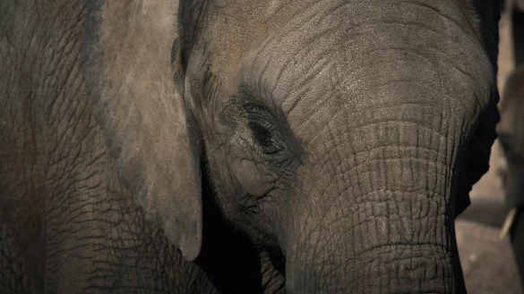 Der Zoo Hannover will die Vorw&uuml;rfe der Qu&auml;lerei pr&uuml;fen. - &copy; Symbolbild: Pixabay