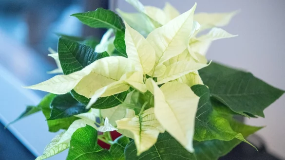 Weihnachtsstern mit wei&szlig;en Bl&auml;ttern - &copy; Foto: Andrea Warnecke/dpa-tmn