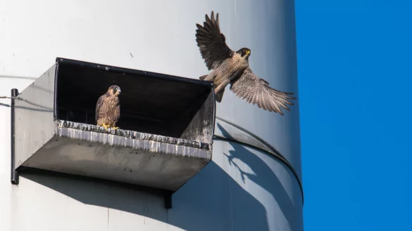 F&uuml;hlen sich wohl: Die Wanderfalken nahe der Autobahnrastst&auml;tte G&uuml;tersloh br&uuml;ten in 60 Metern H&ouml;he - eines von nur wenigen Paaren im Kreis G&uuml;tersloh. - &copy; Heinz Mertineit
