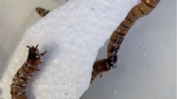 - &copy; University of Queenslad/dpa