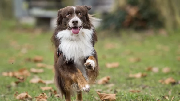 Hund - &copy; Foto: Daniel Naupold/dpa