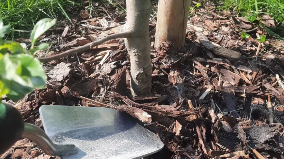 Die Schl&auml;nger SPD fordert, dass f&uuml;r jedes neugeborene Kind ein Baum in der Gemeinde gepflanzt wird. - &copy; Michaela Wei&szlig;e