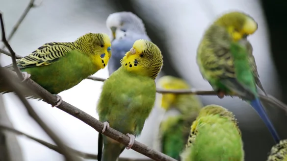 Wellensittiche - &copy; Foto: Uwe Zucchi