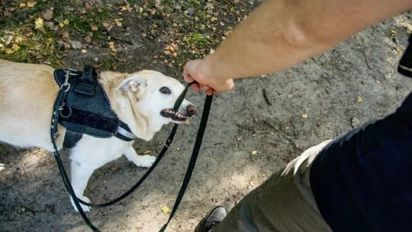 Ein Hund bei&szlig;t in die Hundeleine - &copy; Foto: Christin Klose/dpa-tmn