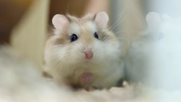 Fellpflege bei Hamstern - &copy; Foto: Caroline Seidel