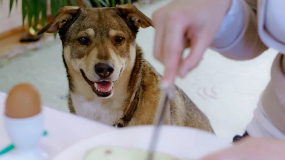 Hund - &copy; Foto: Markus Scholz