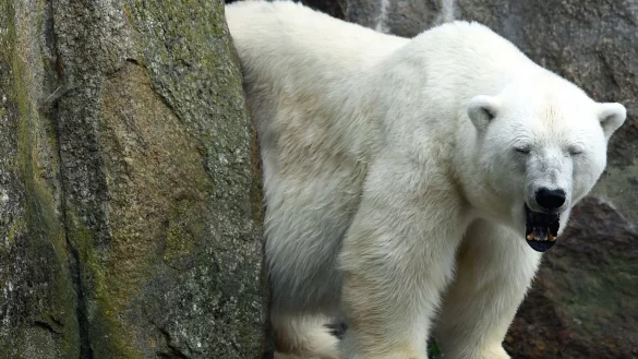 Eisb&auml;rin Katjuscha im Berliner Zoo - &copy; Foto: Maurizio Gambarini/dpa