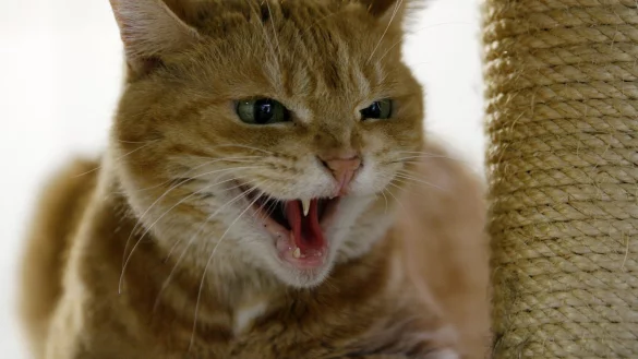 Katze - &copy; Foto: Roland Weihrauch