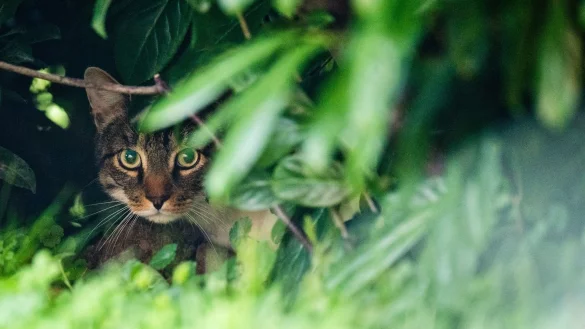 Freig&auml;nger-Katzen bringen mitunter Zecken mit - &copy; Foto: Julian Stratenschulte/dpa/dpa-tmn