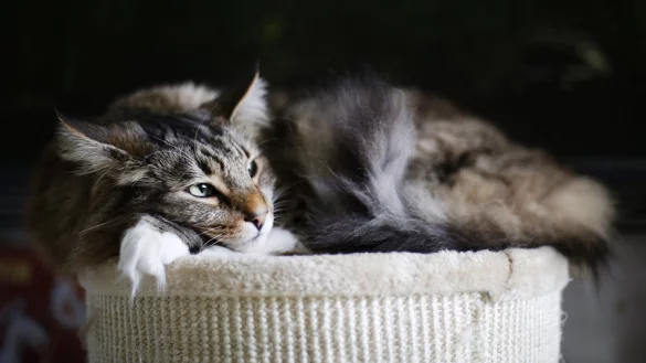 Wenn Katzen sich zur&uuml;ckziehen - &copy; Foto: Ina Fassbender/dpa-tmn