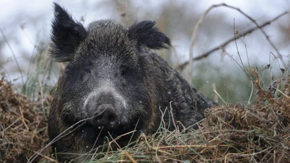 - &copy; Willi Rolfes / DJV