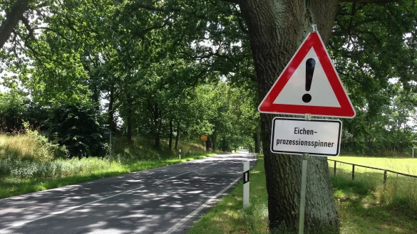 Haarige Gefahr: Von Eichenprozessionsspinnern geht ein erh&ouml;htes Gefahrenpotenzial aus. - &copy; Pixabay