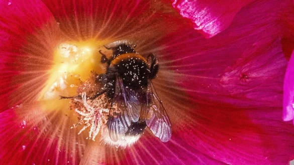 Hummel - &copy; Foto: Jens B&uuml;ttner/dpa-Zentralbild/ZB