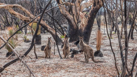 Folgen der Brandkatastrophe - &copy; Foto: RSPCA SA/AAP Image/dpa