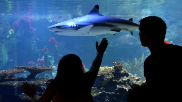 Fotografieren mit Gegenlicht - &copy; Foto: Franziska Gabbert