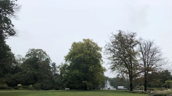 Zwei gesunde und zwei kranke Rotbuchen: Dieses stattliche B&auml;ume-Quartett am Eingang am Kurparksee ist in einem unterschiedlichen Zustand, den auch ein Laie erkennen kann. - &copy; Thomas Reineke