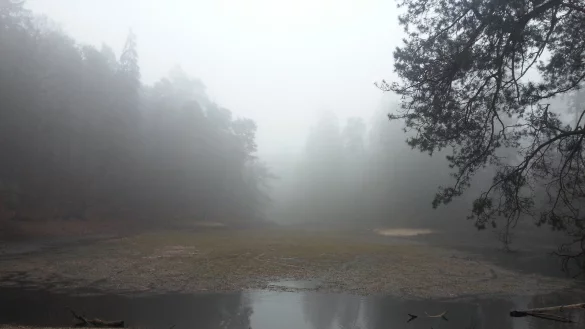 Der Donoperteich in Detmold führt kaum noch Wasser. - © Daniela Cremer