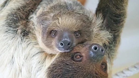 Weltfaultiertag - &copy; Foto: Heinz S&uuml;ssenbeck/TIERGARTEN SCH&Ouml;NBRUNN/APA/dpa
