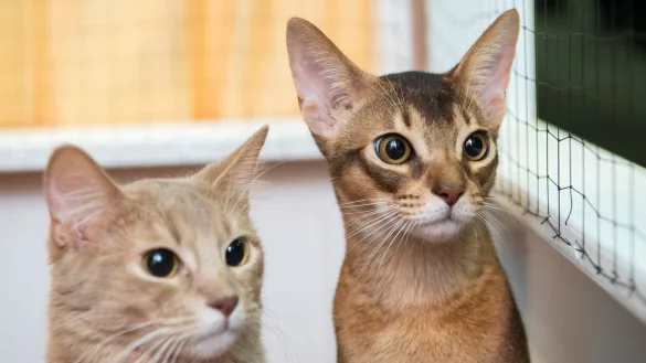 Somali-Katzen - &copy; Foto: Andrea Warnecke/dpa-tmn