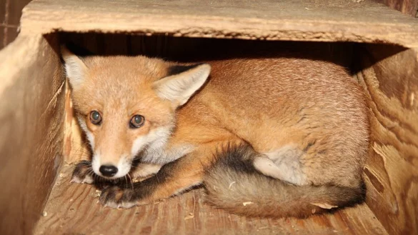 Ein ver&auml;ngstigter Fuchs. - &copy; Archivfoto: Vera Gerstendorf-Welle