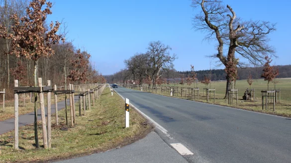 Die F&uuml;rstenallee in Schlangen. - &copy; Archivfoto: Nadine Uphoff
