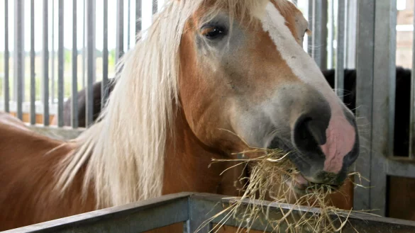 Pferd beim Fressen - &copy; Foto: Carmen Jaspersen/Symbolbild