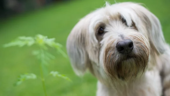 Hund - &copy; Foto: Monika Skolimowska/dpa