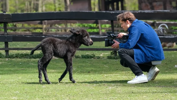 Filmstar? Der Karfreitag geborene Esel und die Kamera ziehen sich gleicherma&szlig;en magisch an. - &copy; Foto: Andreas Zobe/NW