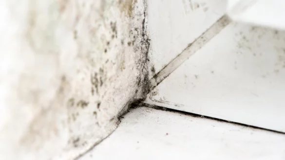 Schimmel - &copy; Foto: Andrea Warnecke