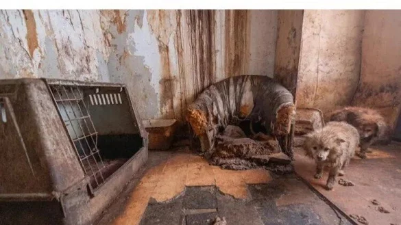 Ein Hunde-Albtraum: Die Tiere leben praktisch unversorgt im Dreck, es stinkt bestialisch. - © Privat
