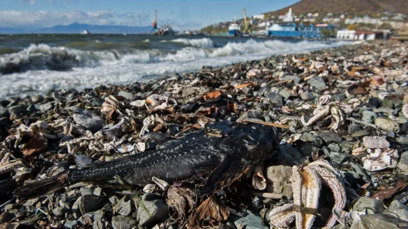 Tiersterben - &copy; Foto: Dmitry Sharomov/Greenpeace Russia/dpa
