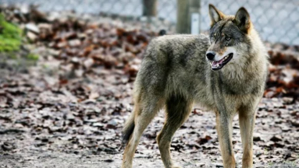 Ein Wolf im Wolfsgehege im Tierpark Olderdissen. - &copy; Archivfoto: Sarah Jonek