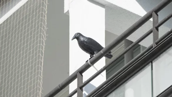 Mit Windr&auml;dern und Plastikraben Tauben verscheuchen - &copy; Foto: Robert G&uuml;nther