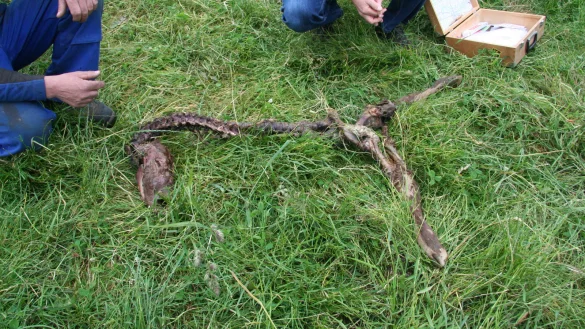 Wolfsberater Dieter Wortemeier (rechts) und Maik Runte untersuchen den Kadaver. - &copy; Seda Hagemann