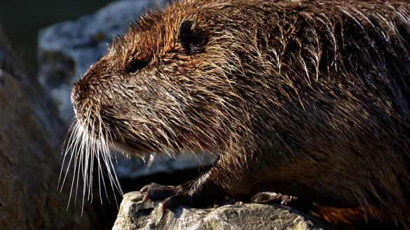 Pelziger Gast aus Amerika - &copy; Symbolbild: Pixabay