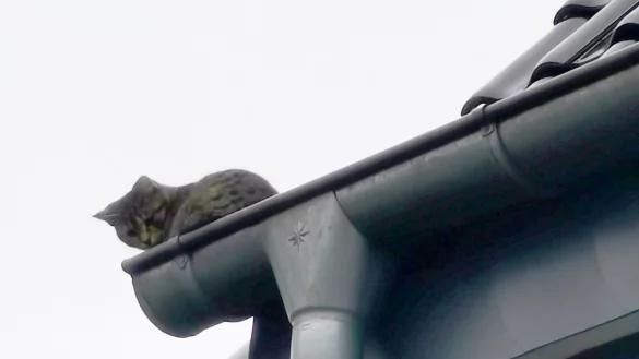 "M&uuml;cke" auf dem Dach. - &copy; Feuerwehr Detmold