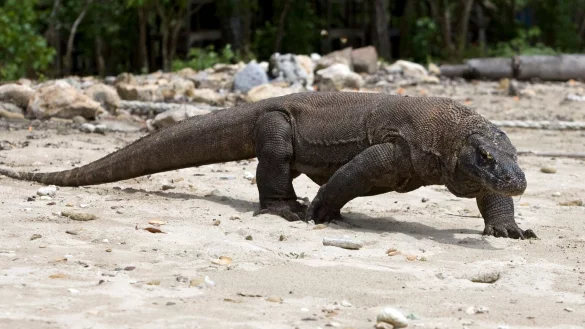 Komodowaran - &copy; Foto: Made Nagi/EPA/dpa