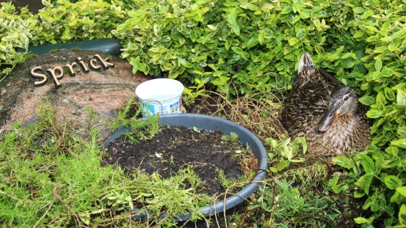 Eine Ente hat sich ein Grab als brutpltz ausgesucht. - &copy; Silke Buhrmester(LZ)