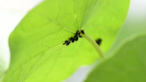 Blattl&auml;use - &copy; Foto: Andrea Warnecke