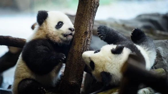 Panda-Zwillinge - &copy; Foto: Gregor Fischer/dpa