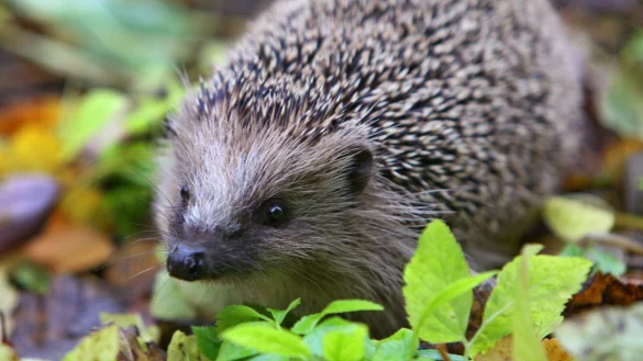 Igel - &copy; Foto: Karl-Josef Hildenbrand