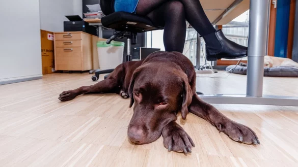 Schlafender Hund - &copy; Foto: Markus Scholz/dpa-tmn