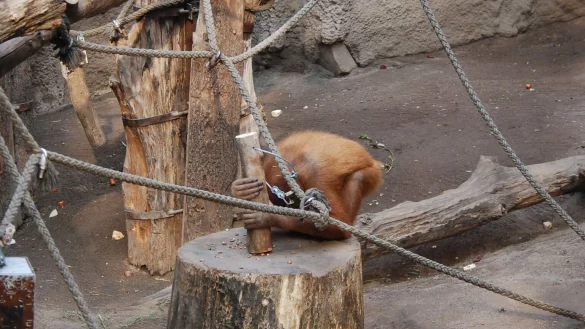 Orang-Utan-Weibchen - &copy; Foto: Claudio Tennie/Universit&auml;t T&uuml;bingen/dpa