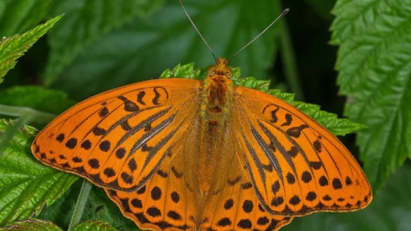 Kaisermantel ist der Schmetterling des Jahres - &copy; Foto: T. Lau&szlig;mann/dpa