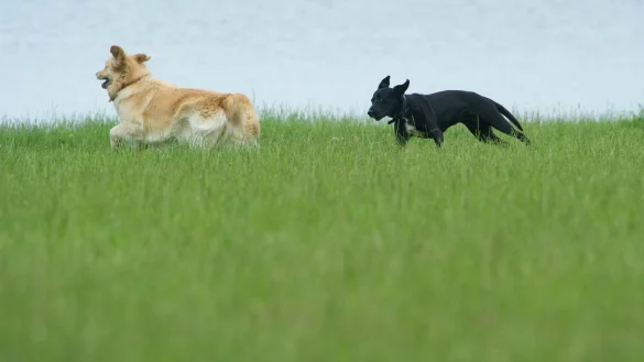 Hund auf der Wiese - &copy; Foto: Stefan Sauer/dpa-Zentralbild/dpa