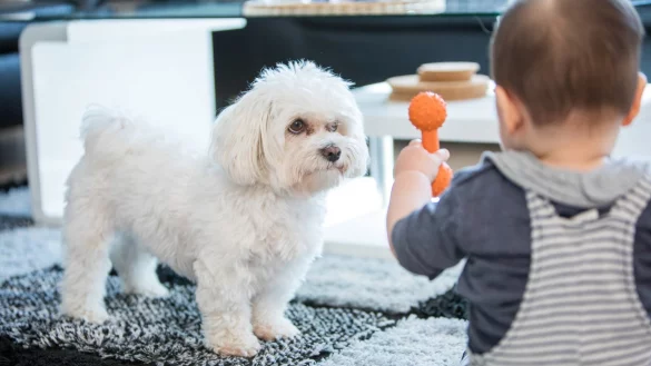 Den Hund in Ruhe lassen - &copy; Foto: Christin Klose/dpa-tmn