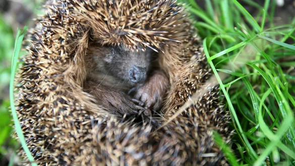 Kuschelt mit sich selbst: Ein zusammengerollter Igel sch&uuml;tzt sich vor der Umwelt. - &copy; Vera Gerstendorf-Welle