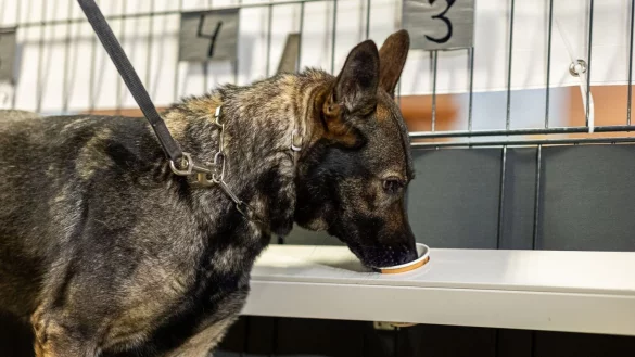 Corona-Sp&uuml;rhund - &copy; Foto: Michael Matthey/dpa