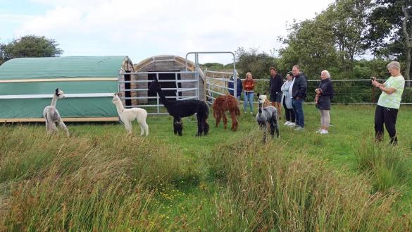 Die Alpakas beginnen, ihre Wiese an der Meierei auf Langeoog zu erkunden. - &copy; Frank-Michael Kiel-Steinkamp